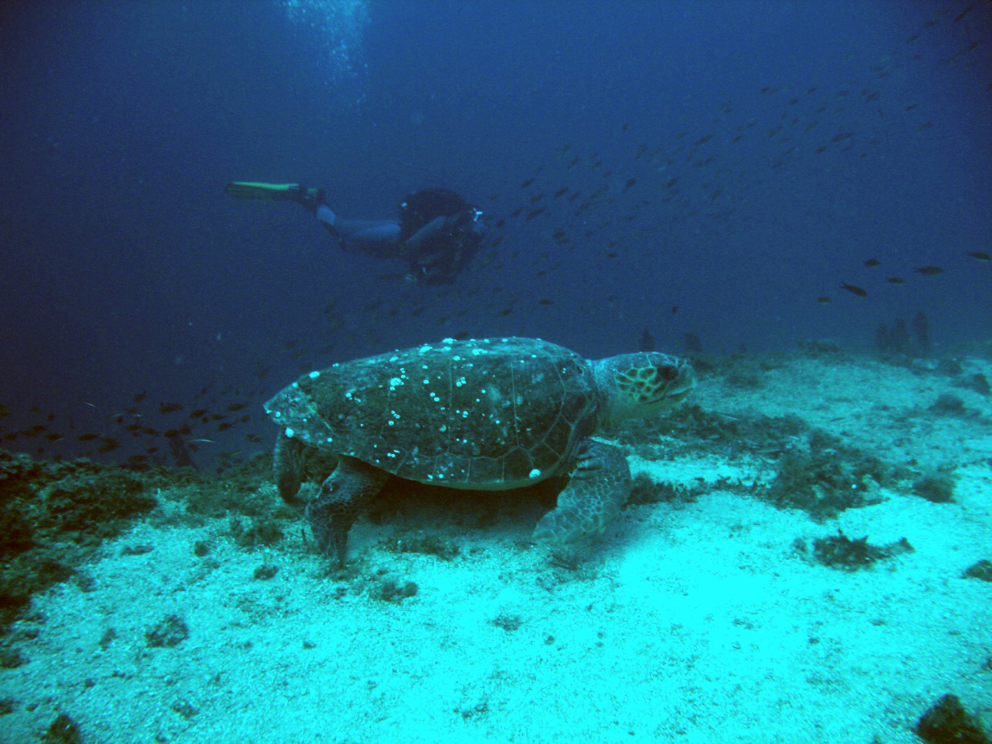 3-image